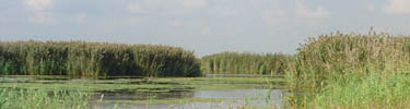 Jamaica Bay Wildlife Refuge - West Pond